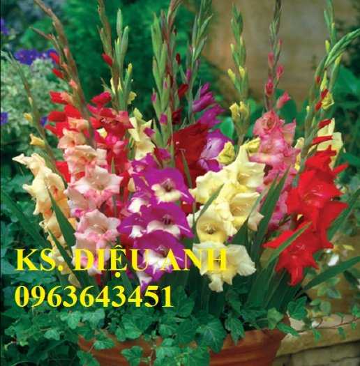 Cung cấp củ giống hoa lay ơn, củ giống hoa dơn đủ màu, số lượng lớn, chất lượng cao, giá rẻ nhất thị trường, giao toàn quốc. LH: 09636434511
