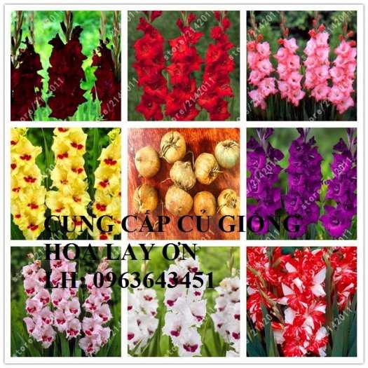 Cung cấp củ giống hoa lay ơn, củ giống hoa dơn đủ màu, số lượng lớn, chất lượng cao, giá rẻ nhất thị trường, giao toàn quốc. LH: 09636434514