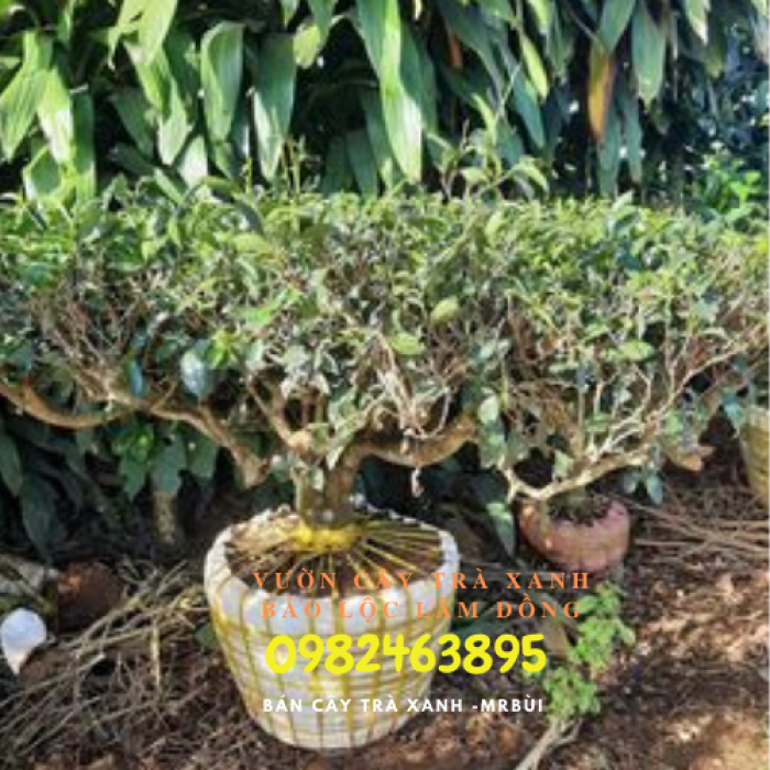 0982463895 - Add Zalo Bùi  bán cây trà xanh TPHCM  để tư vấn gửi hình cây xem chọn -0