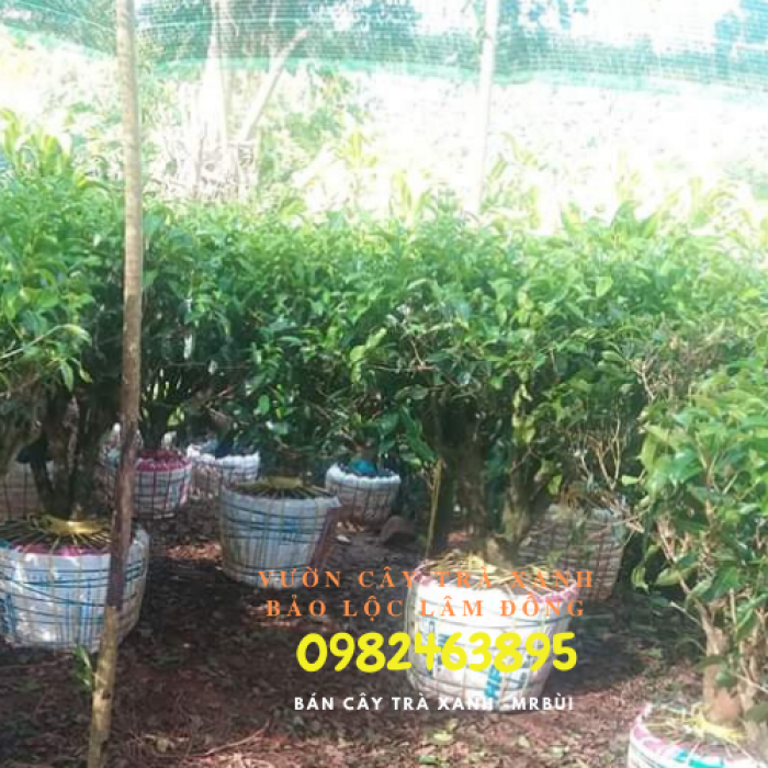 Nhà vườn bán cây trà xanh TPHCM - Gọi 0982463895 - Mr Bùi2