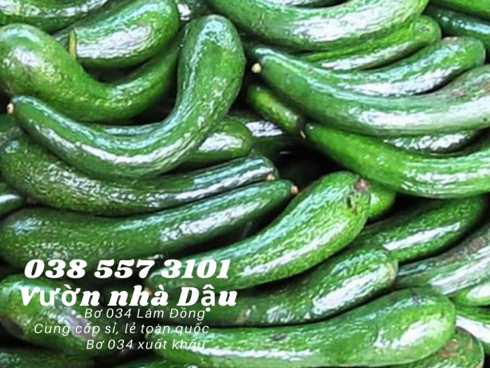 Bơ 034 Lâm Đồng - 034 Avocado from Lam Dong Viet Nam  -Vườn nhà Dậu 038 557 31015