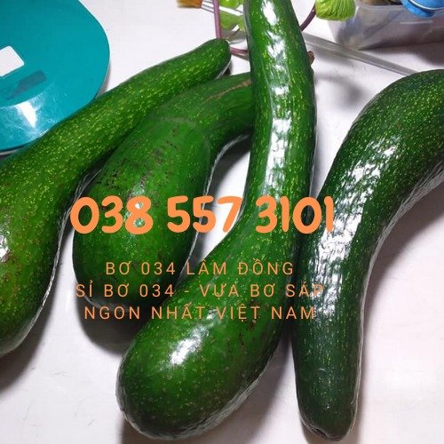 Bơ 034 Lâm Đồng - Vựa bơ sỉ Vườn Nhà Dậu đóng thùng từ 30kg3