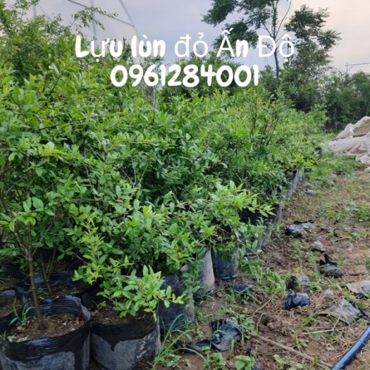 Cây giống lựu lùn đỏ Ấn Độ, lựu lùn F1, cây giống nhập khẩu chất lượng cao15