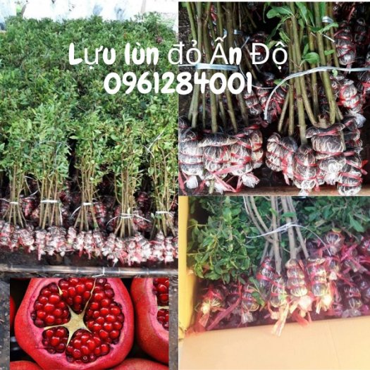 Cây giống lựu lùn đỏ Ấn Độ, lựu lùn F1, cây giống nhập khẩu chất lượng cao12