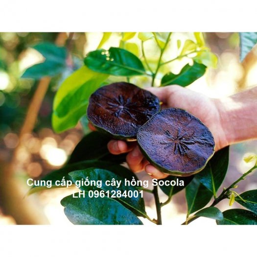 Cung cấp giống cây Hồng Socola, cây giống nhập khẩu chất lượng cao8