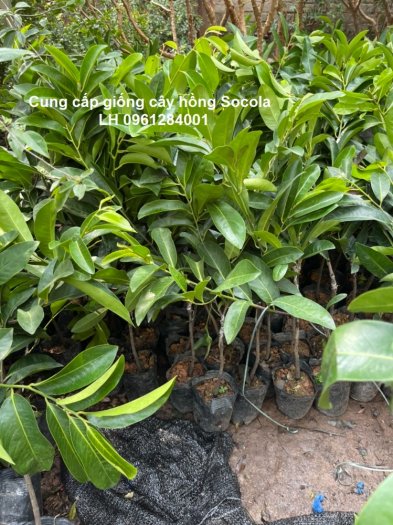 Cung cấp giống cây Hồng Socola, cây giống nhập khẩu chất lượng cao2
