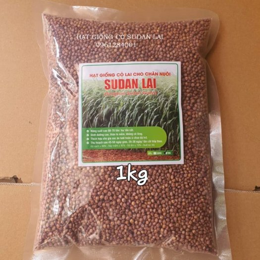 Cung cấp giống cỏ Sudan lai, giống cỏ ngô, uy tín, chất lượng1
