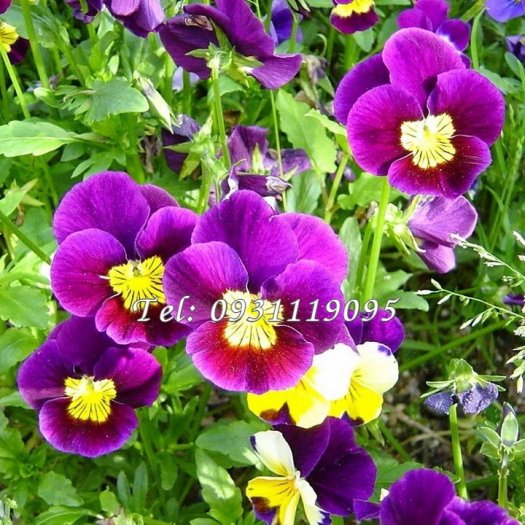Hạt giống hoa Pansee – Bịch 10 hạt – Mã số 11512