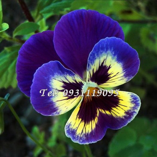 Hạt giống hoa Pansee – Bịch 10 hạt – Mã số 11510