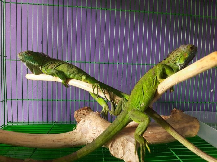 Iguana Rồng Nam Mỹ Xanh0