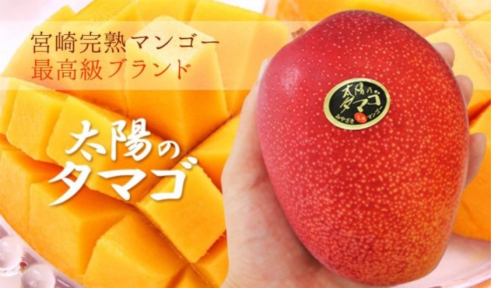 Xoài đỏ mặt trời Nhật Bản, xoài đỏ trứng, xoài Miyazaki, cây giống nhập khẩu chất lượng cao10