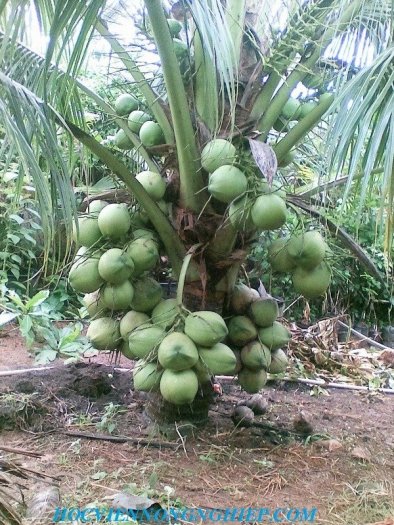 Chuyên cung cấp cây giống dừa xiêm xanh lùn0