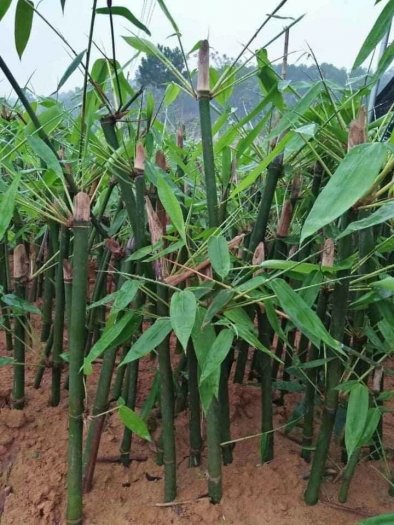 Kỹ thuật trồng và chăm sóc cây tre bát độ , cung cấp cây giống tre bát độ.4