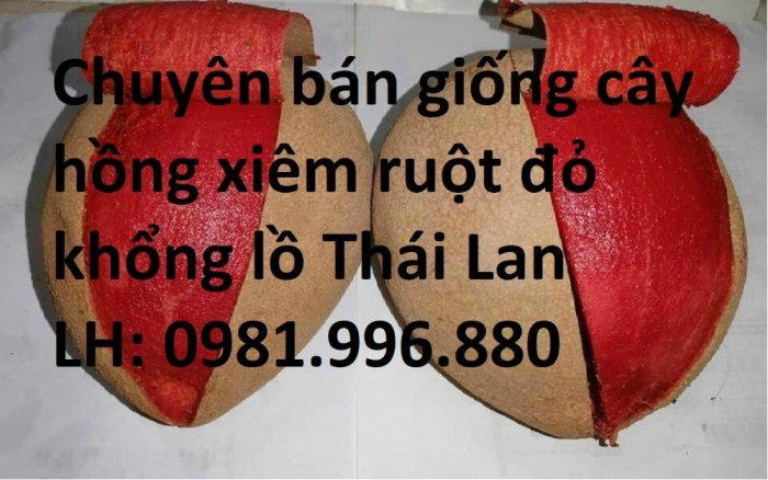 Cây Hồng Xiêm Ruột Đỏ Khổng Lồ Thái Lan , Giống hồng xiêm ngon nhất Thị Trường.1