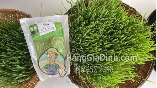 Hạt giống cỏ lúa mì hữu cơ ITALy nâu đỏ nảy mầm đều khỏe giầu dinh dưỡng4