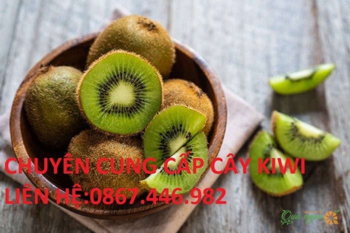 Cây kiwi- Giống chuẩn,giá rẻ,cho năng suất cao1