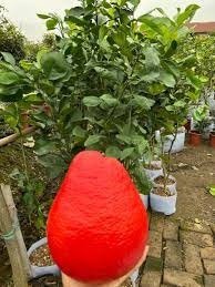 Cây bưởi đỏ Ngọc Linh , Giống cây bưởi đỏ nhập khẩu mang lại kinh tế cao .0