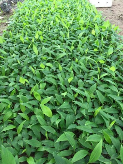 Bán cây chuối tây thái - Chuyên cung cấp cây giống chuẩn 100%8
