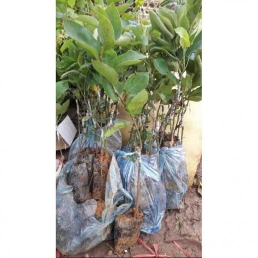 Chuyên cung cấp cây lê đỏ nam phi giống chuẩn 100% , cây cho năng suất cao1