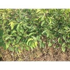 Bán cây giống lê đỏ nam phi - Chuyên cung cấp cây giống chuẩn 100%0