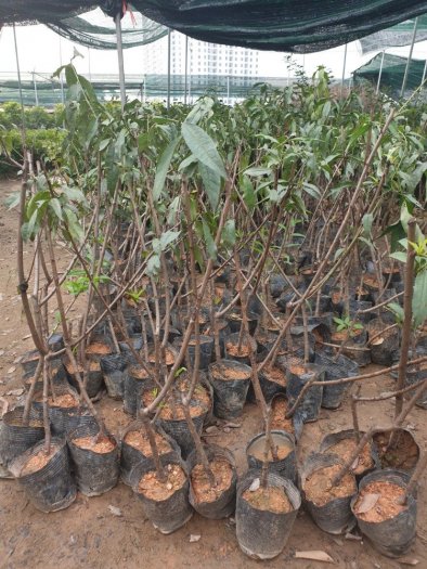 Cung cấp giống cây đào tiên chịu nhiệt nhật bản -cây giống năng suất cao , giao hàng toàn quốc13