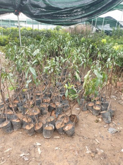 Cung cấp giống cây đào tiên chịu nhiệt nhật bản -cây giống năng suất cao , giao hàng toàn quốc12
