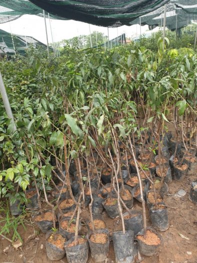 Cung cấp giống cây đào tiên chịu nhiệt nhật bản -cây giống năng suất cao , giao hàng toàn quốc10