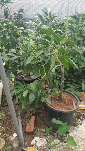 Cây hồng đen socola sẵn quả , chuyên cung cấp cây giống nhập khẩu, vận chuyển toàn quốc.4