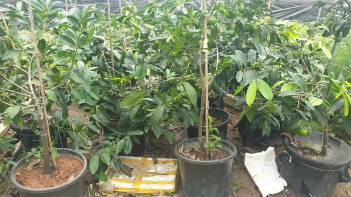 Cây hồng đen socola sẵn quả , chuyên cung cấp cây giống nhập khẩu, vận chuyển toàn quốc.3