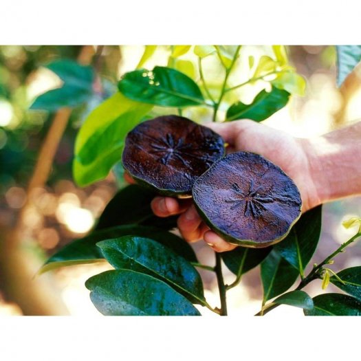 Cây hồng đen socola sẵn quả , chuyên cung cấp cây giống nhập khẩu, vận chuyển toàn quốc.0