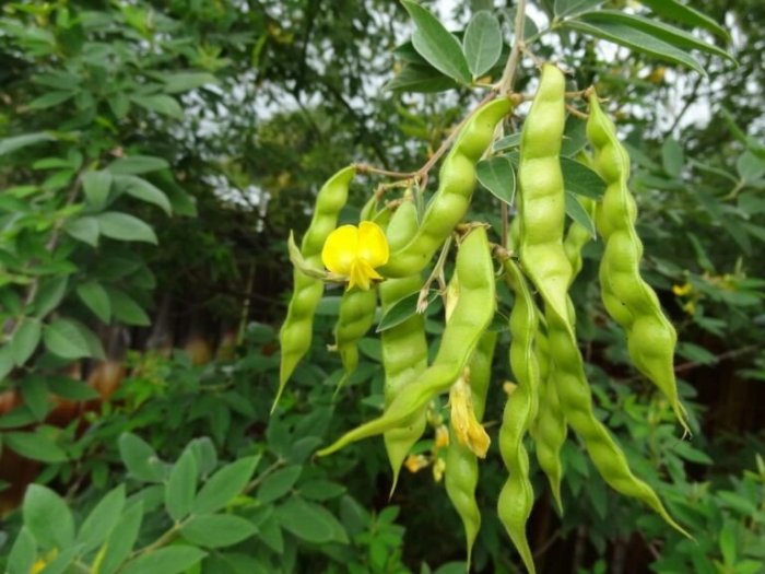 Collagen thực vật - hạt đậu săng sao vàng, hạt đậu triều The Moshav Farm0