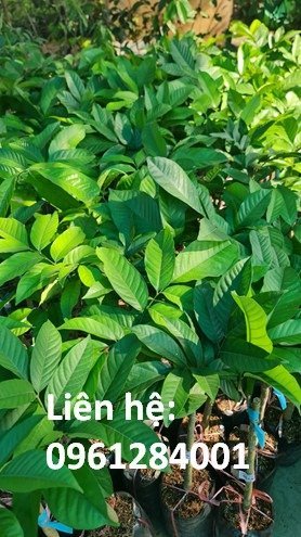 Chuyên cung cấp cây bòn bon Thái Lan giống, kỹ thuật trồng cây bòn bon Thái Lan, bòn bon ăn như thế nào5