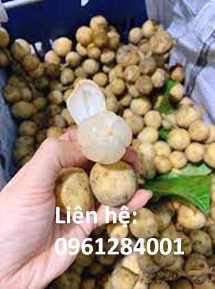 Chuyên cung cấp cây bòn bon Thái Lan giống, kỹ thuật trồng cây bòn bon Thái Lan, bòn bon ăn như thế nào4