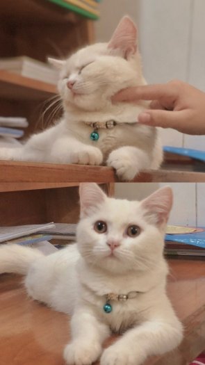 Mèo anh lông ngắn trắng - thuần 4 tháng0