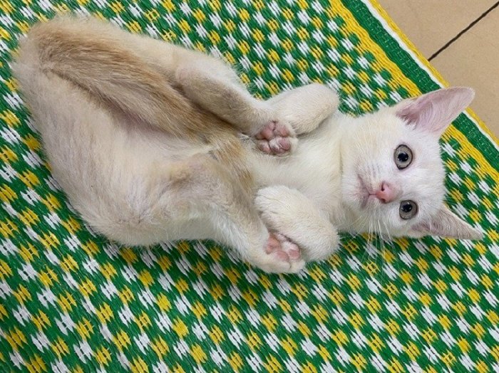 Mèo con trắng muốt mắt xanh0