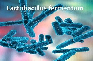 Imumentum vách tế bào Lactobacillus fermentum - “Chìa khóa vàng” cho hệ miễn dịch khỏe0