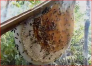 Mật ong rừng hoa tràm nguyên chất 100%