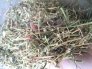 Dây khổ qua rừng điều trị ung thư,chữa bệnh tiểu đường,gout hiệu quả.
