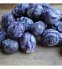 Hạt Giống Bắp Cải Tí Hon Tím (Purple Brussels Sprouts)