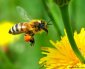 Mật ong nuôi (hoa nhãn kết hợp hoa cafe)
