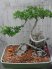 Bonsai Linh Sam leo đá dáng duyên.