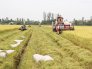Bán đất ruộng Tân Hồng - Đồng Tháp số lượng lớn