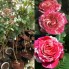 Hoa hồng thân gỗ - best impression rose
