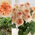 Hoa hồng thân gỗ - juliet rose