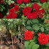 Hoa hồng thân gỗ - red minijet rose