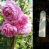 Hoa hồng thân gỗ - huntingtion rose