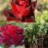 Hoa hồng thân gỗ - charles mallerin rose