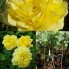 Hoa hồng thân gỗ - yellow meilove rose