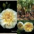 Hoa hồng thân gỗ - jayne rose