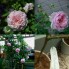 Hồng bụi St Ethelburga rose